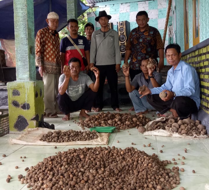 Dewan Cianjur Dorong Petani Mandiri dan Sejahtera di Desa Cigunungherang Cikalongkulon dengan Budidaya Porang