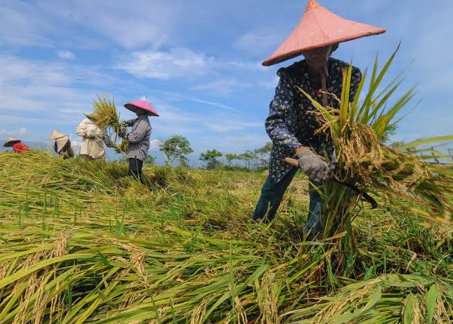 Akselerasi Pemulihan Ekonomi Melalui Sektor Pertanian