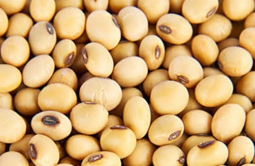 Diskoperdagin Cianjur Sebut Naiknya Harga Kacang Kedelai Impor Dilema Bagi Produsen Tahu Tempe