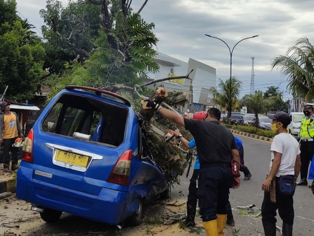 Pohon Tumbang di Cianjur, Timpa Angkot dan Pick Up