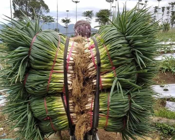 Harga Sayuran Anjlok, Petani: Balik Modal Saja Sudah Beruntung