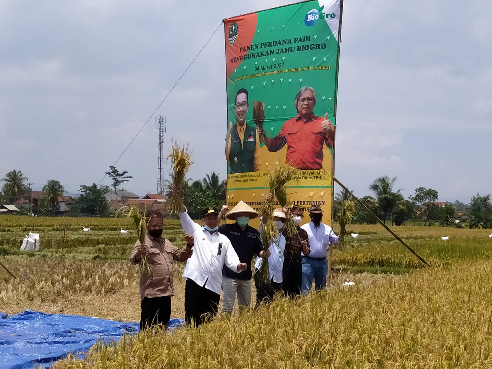 Wagub Jabar Panen Raya Padi Inovasi Teknologi Jamu Biogro di Bojongpicung Cianjur