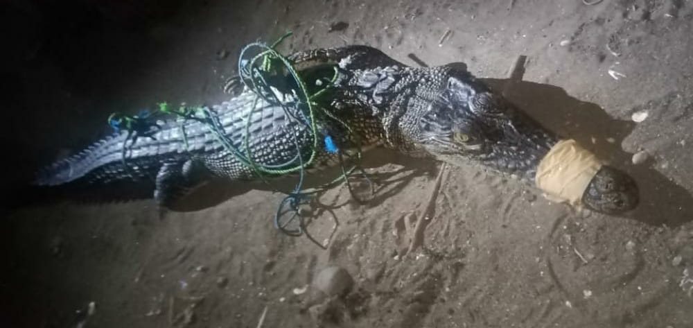 Buaya Berukuran 2 Meter Ditangkap Warga di Cidaun Cianjur, Pakai Jaring Ikan