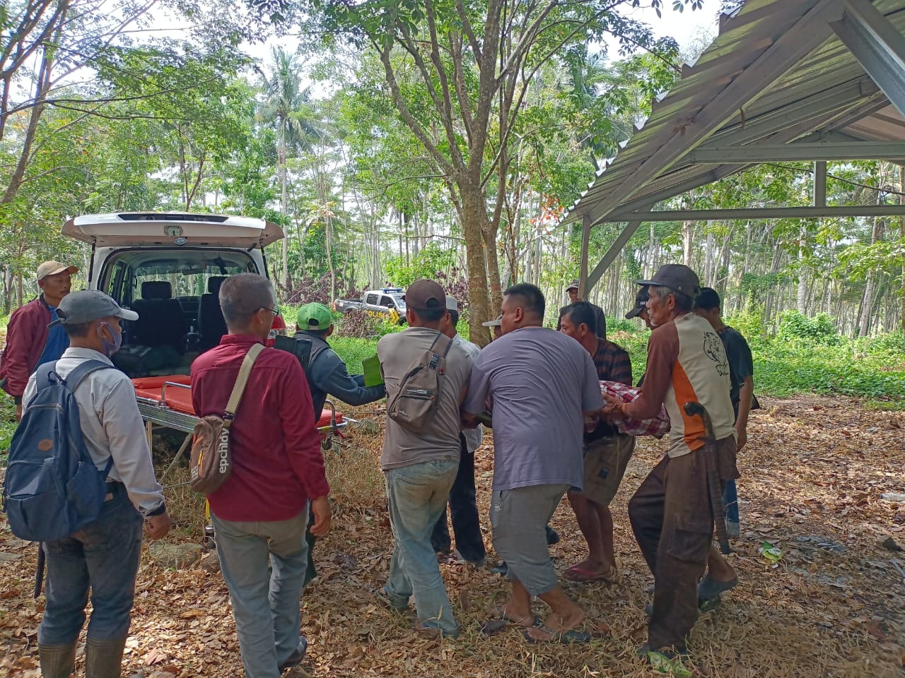 Nahas! Seorang Penebang Pohon di Agrabinta Cianjur Tewas Tertimpa Pohon yang Ditebangnya Sendiri