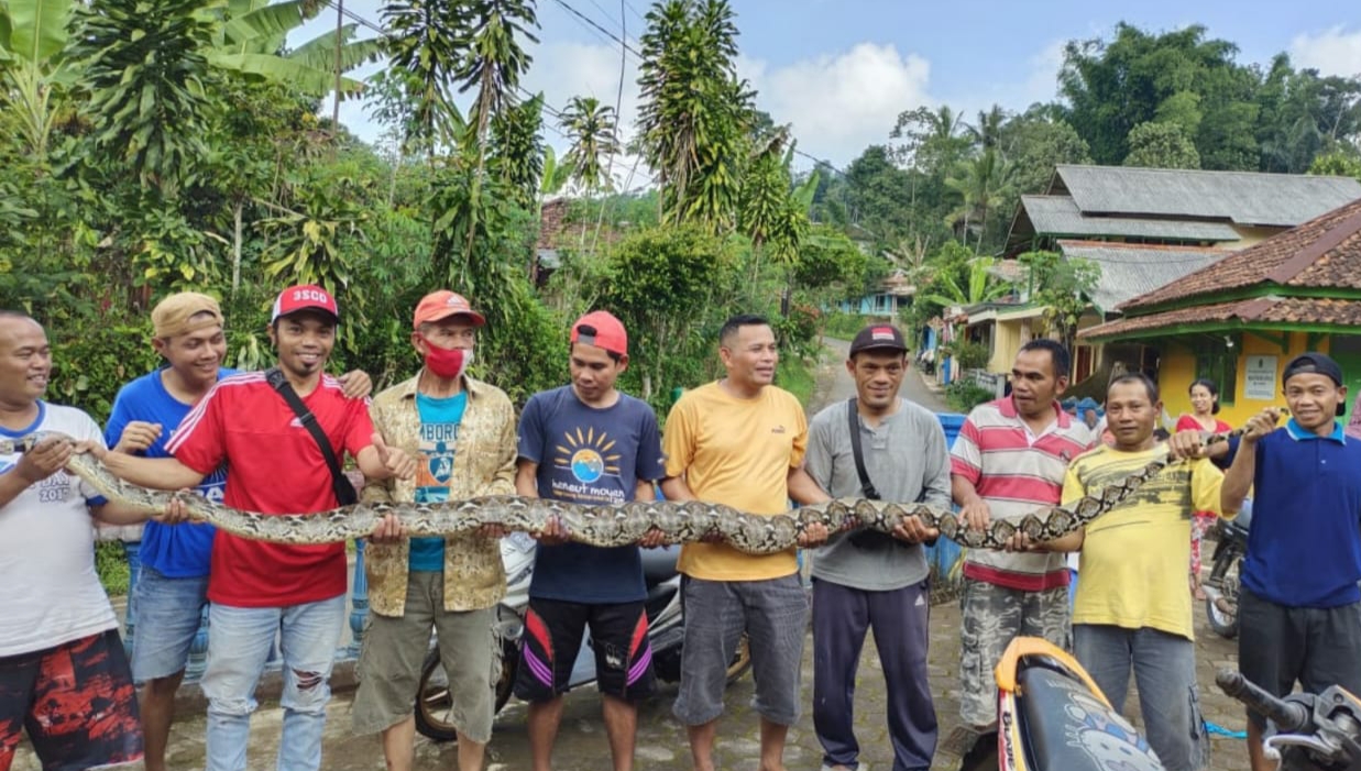 Warga Campakamulya Cianjur Tangkap Ular Sanca Sepanjang 6 Meter