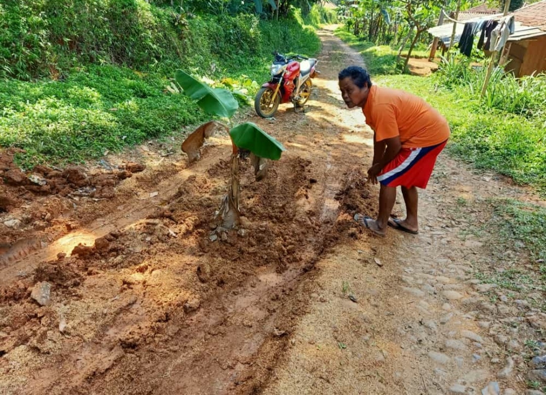 Kesal Tak Kunjung Diperbaiki, Warga Desa Gelaranyar Pagelaran Tanam Pohon Pisang di Jalan, Ini Tanggapan Bupat