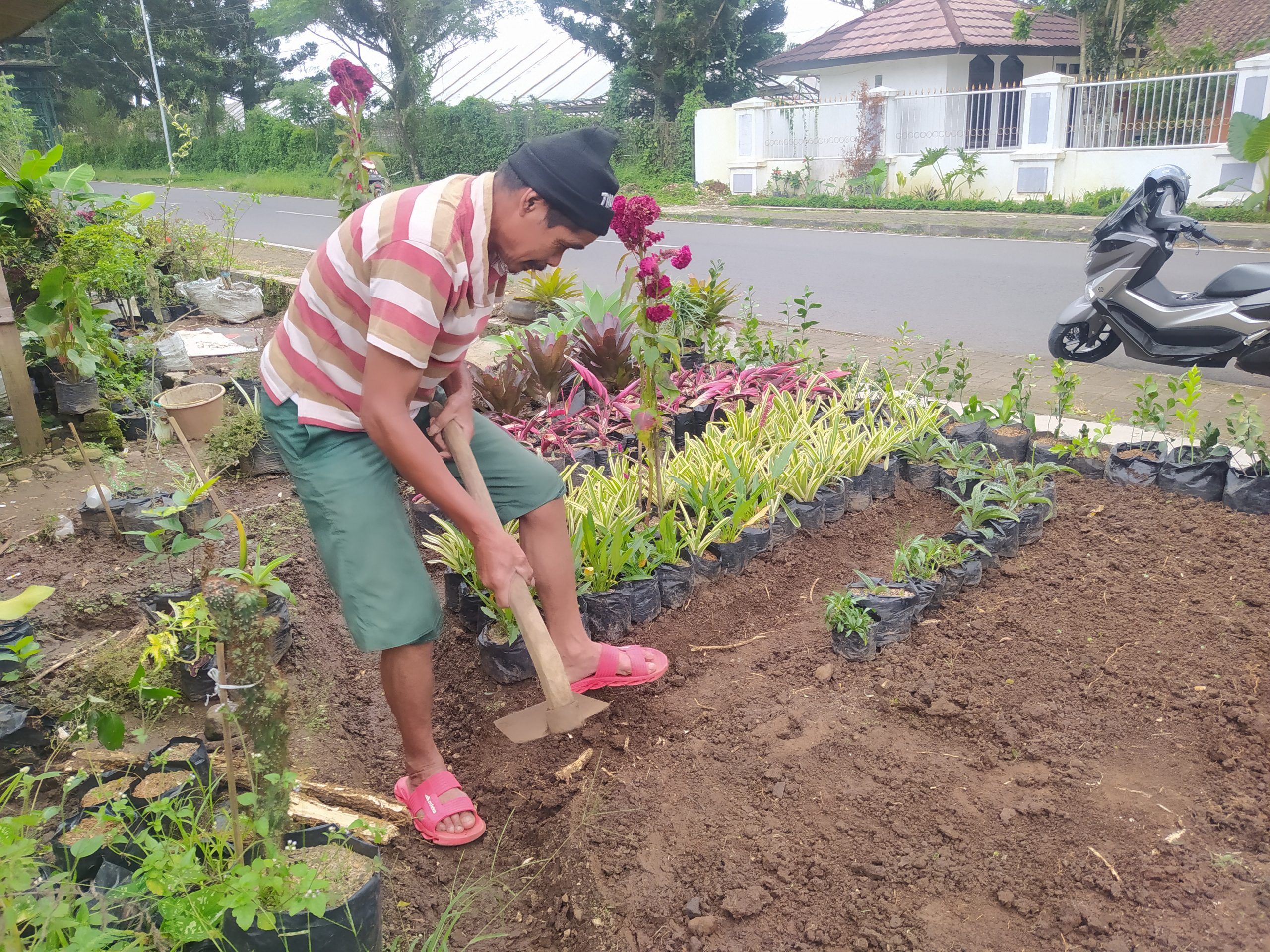 Petani Bunga Hias di Sukaresmi Cianjur Sepi Pembeli