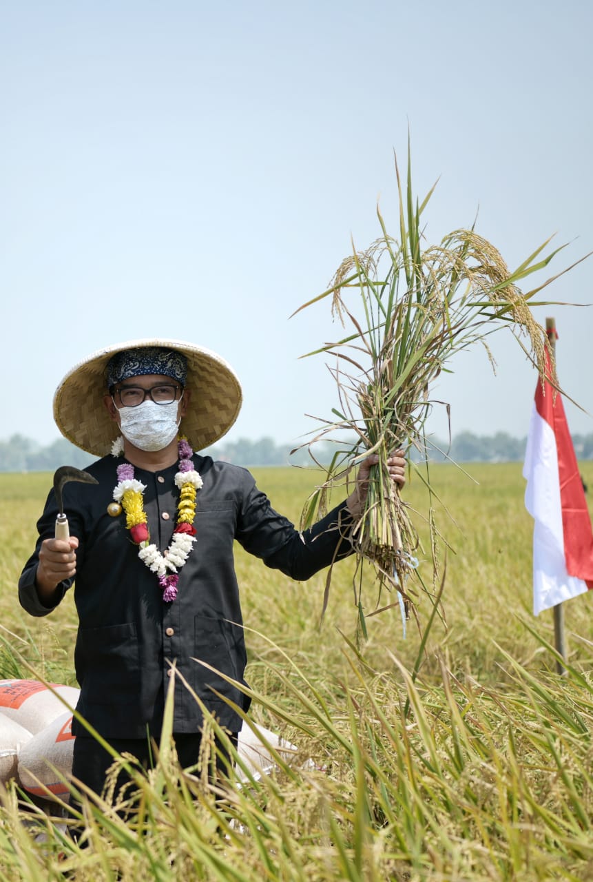 Jabar Tingkatkan Produktivitas Beras