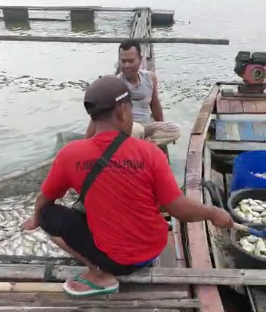 Ribuan Ikan Mas Mati Mendadak, Petani KJA Rugi Puluhan Juta Rupiah