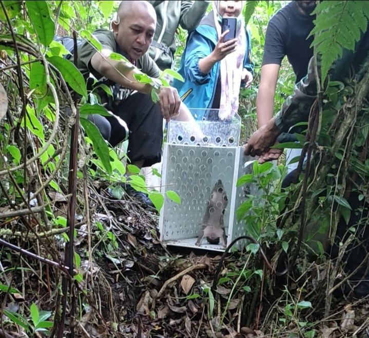 BKSDA Jabar dan BFN Lepas Trenggiling di Cagar Alam Gunung Tilu