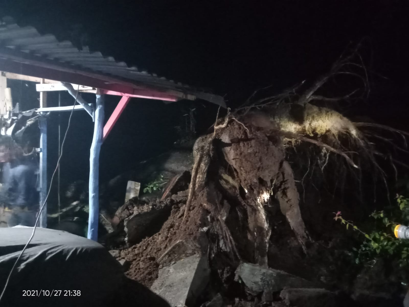 Pohon Raksasa Tumbang, Hancurkan Rumah dan Musala