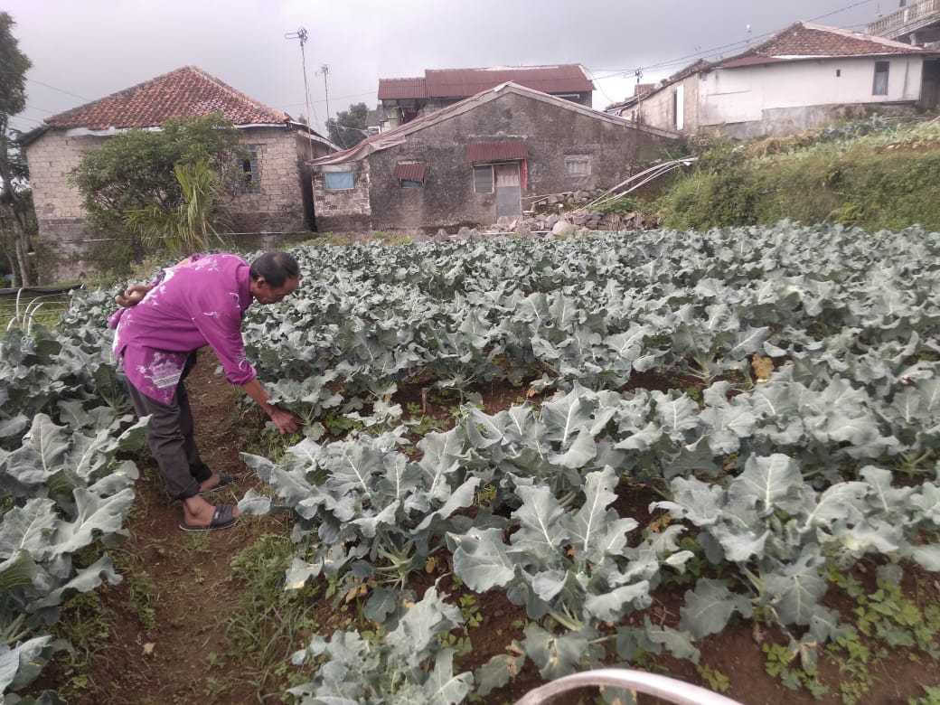 Kualitas Sayur Brokoli Buruk, Petani di Pacet Alami Kerugian