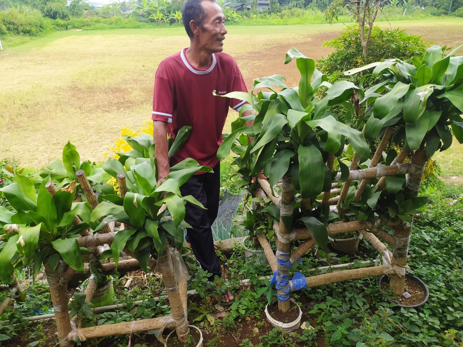 Warga Cipanas Klaim Miliki Kursi Unik dari Pohon Hidup Hanya Ada Satu-satunya