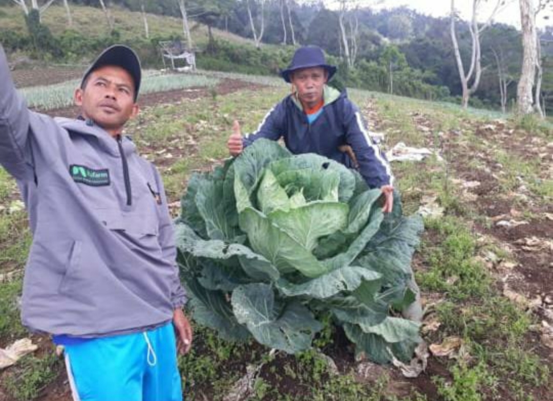 Tanaman Kol Jumbo Sita Perhatian Warga