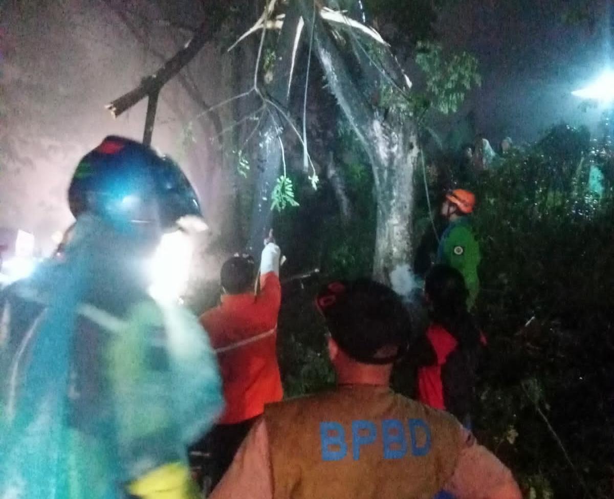 Pohon Setinggi 25 Meter Tumbang di Cugenang Cianjur, Arus Lalulintas Sempat Macet 2 Kilometer