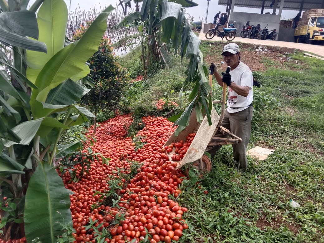 Harga Tomat Anjlok, Bupati Cianjur Minta Dinas Pertanian Segera Cari Solusi