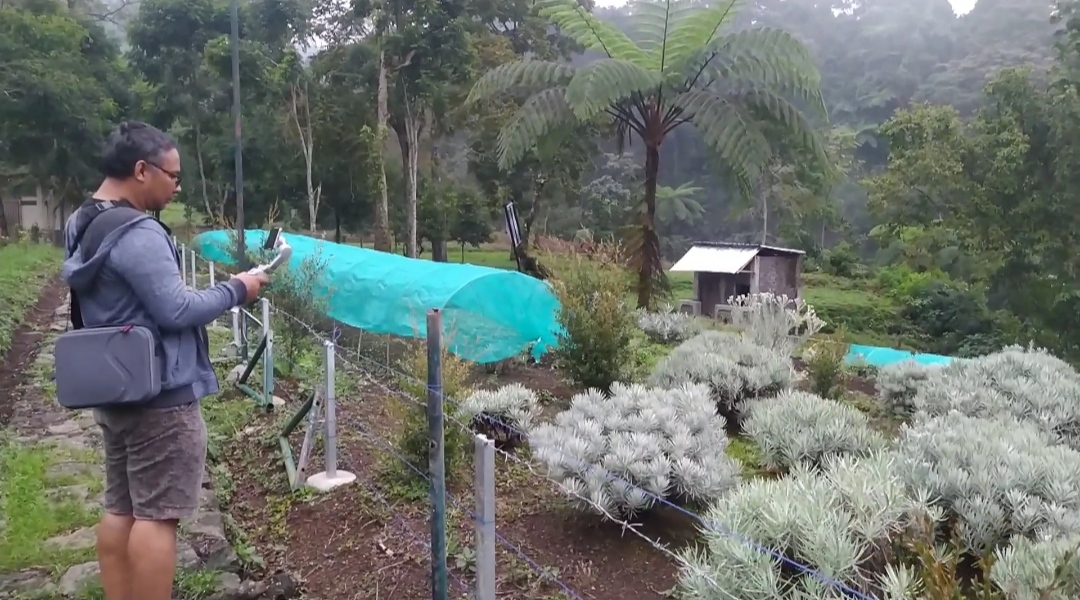 Warga Pacet Cianjur Berhasil Budidaya Edelweis di Kaki Gunung Gede