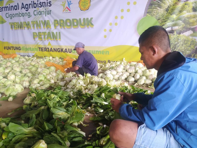 Harga Sayuran Anjlok, Petani: Stok banyak