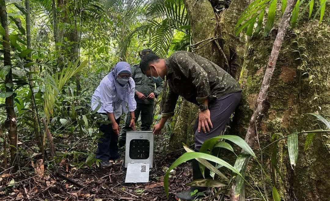 TNGGP Lepas Liarkan Kukang Jawa ke Habitat Asalnya di Kawasan Taman Nasional