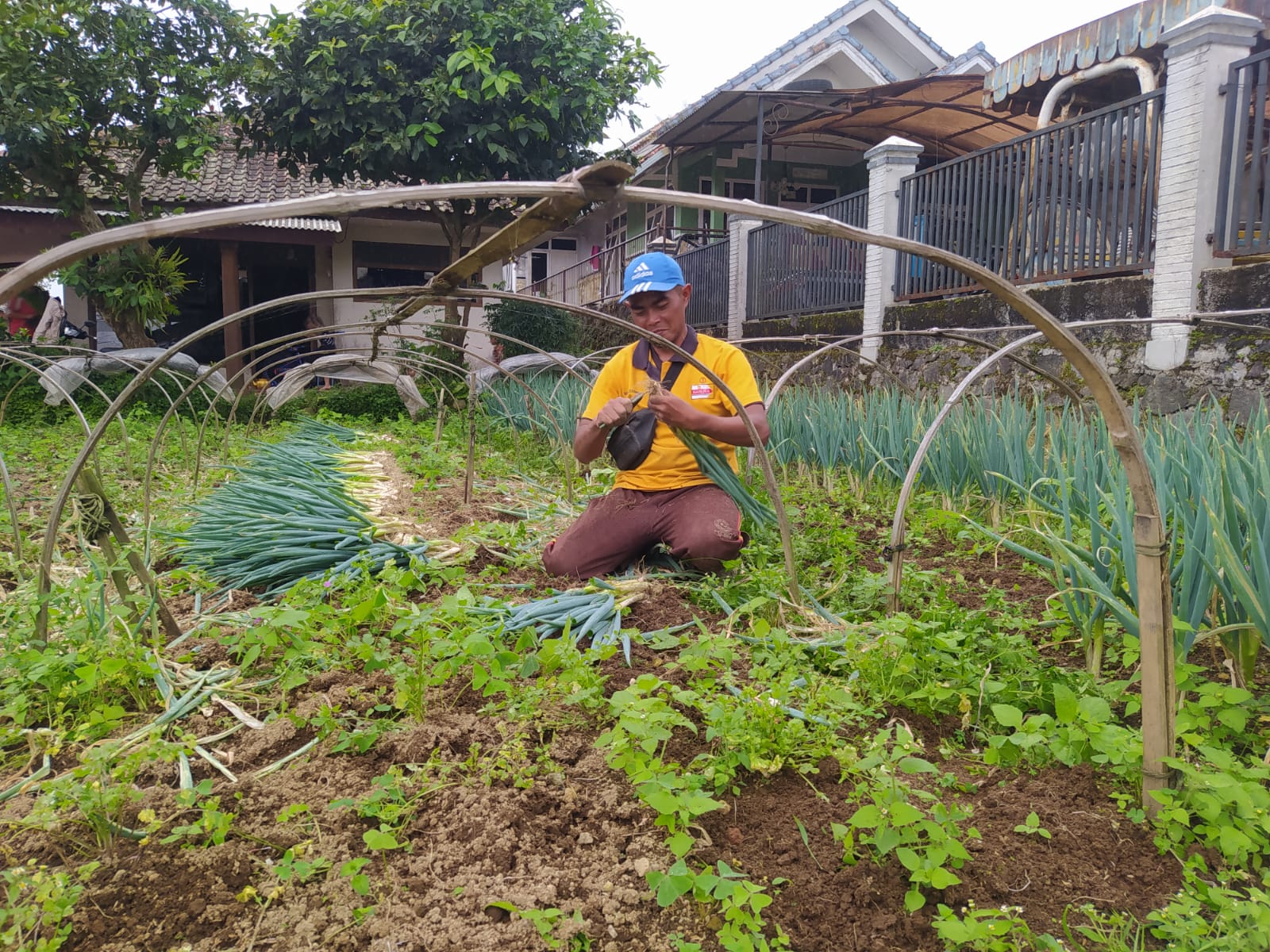 Dihantam Cuaca Ekstrem Kabut Tebal, Petani Bawang Daun di Pacet Cianjur Merugi