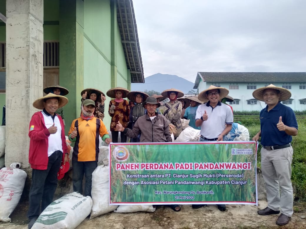 PT CSM Panen Perdana Padi Pandanwangi