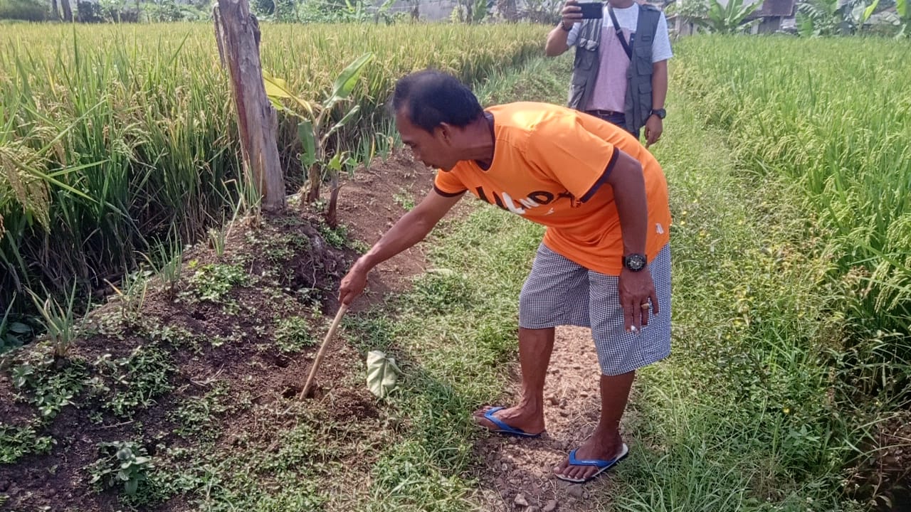 Warga Kampung Mekarsari Cianjur Dihebohkan Penemuan Janin Bayi yang Dikubur di Pematang Sawah