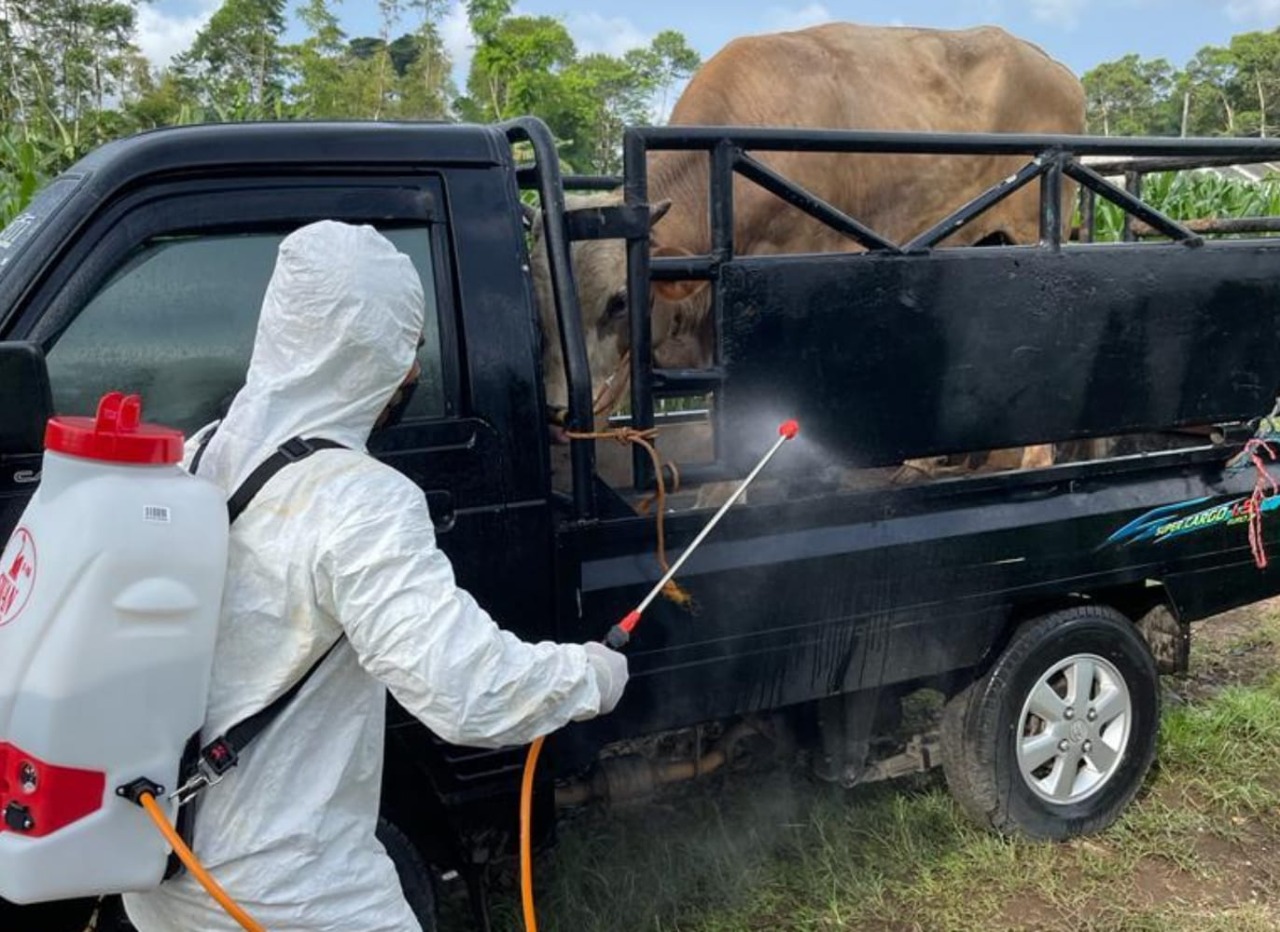 Dinas Peternakan Cianjur Amankan Sapi Terjangkit Penyakit Mulut dan Kuku