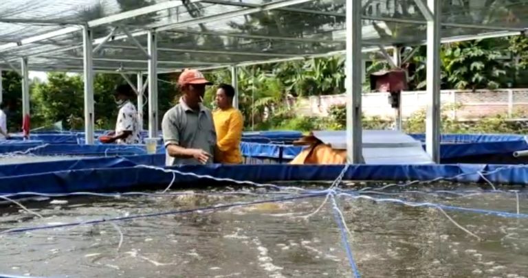 Kelompok Pembudidaya Ikan Nila di Cibeber Terima Bantuan Bioflok