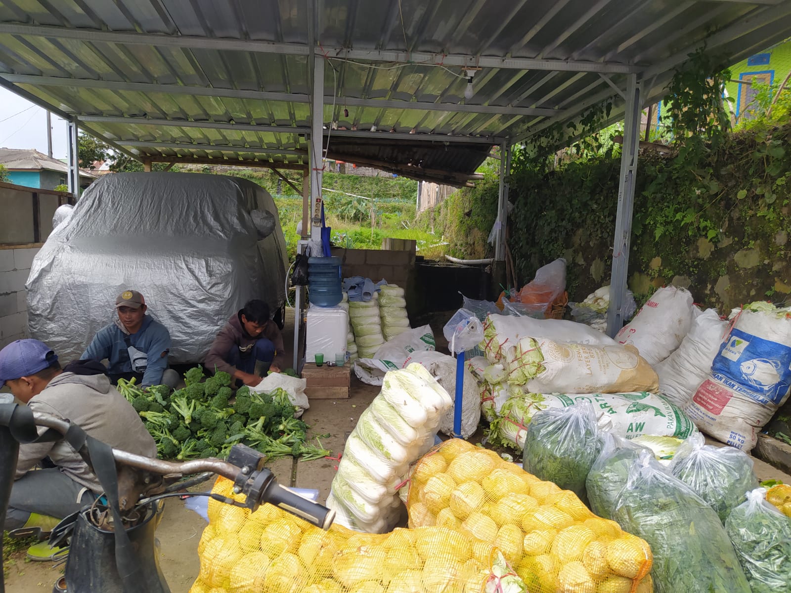 Sempat Turun, Harga Sayuran di Pacet Kembali Menggeliat