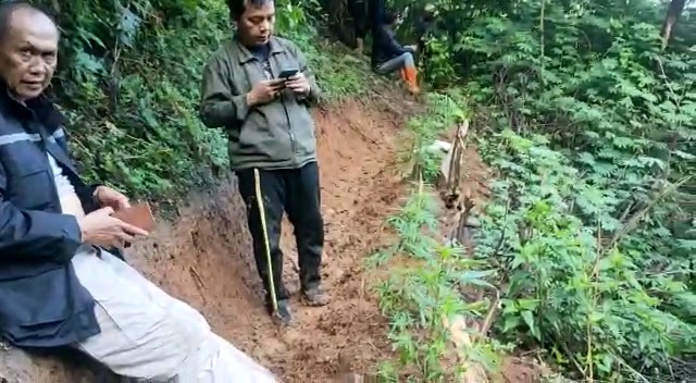 Puluhan Pohon Ganja Ditemukan di Cianjur, Ini Lokasinya