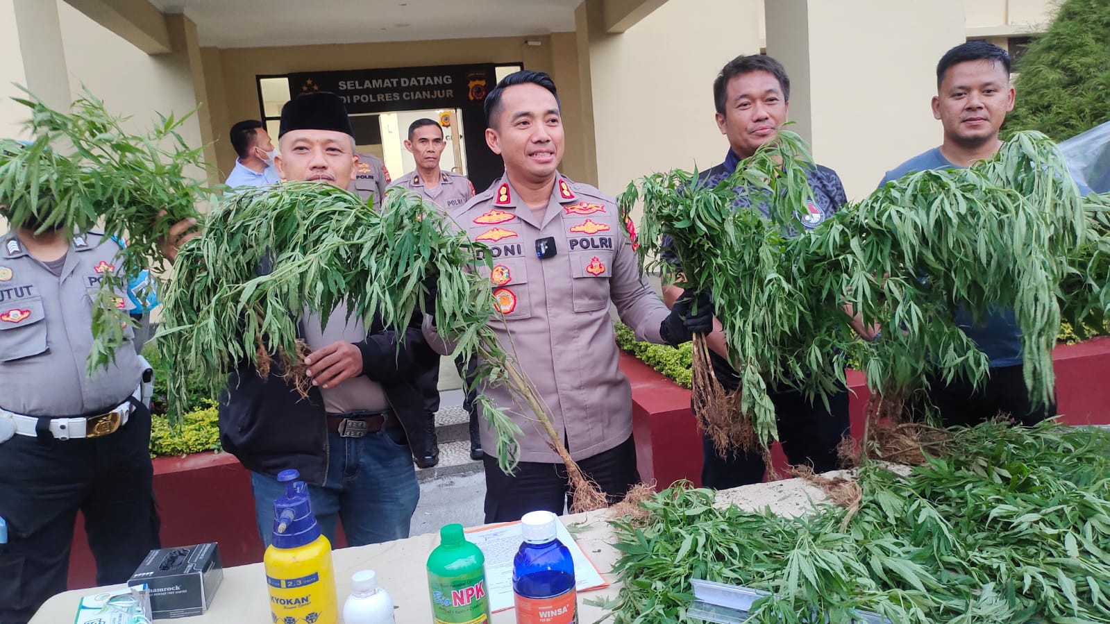 Ratusan Pohon Ganja Ditemukan di Lahan Seluas 10 hektare di Campaka