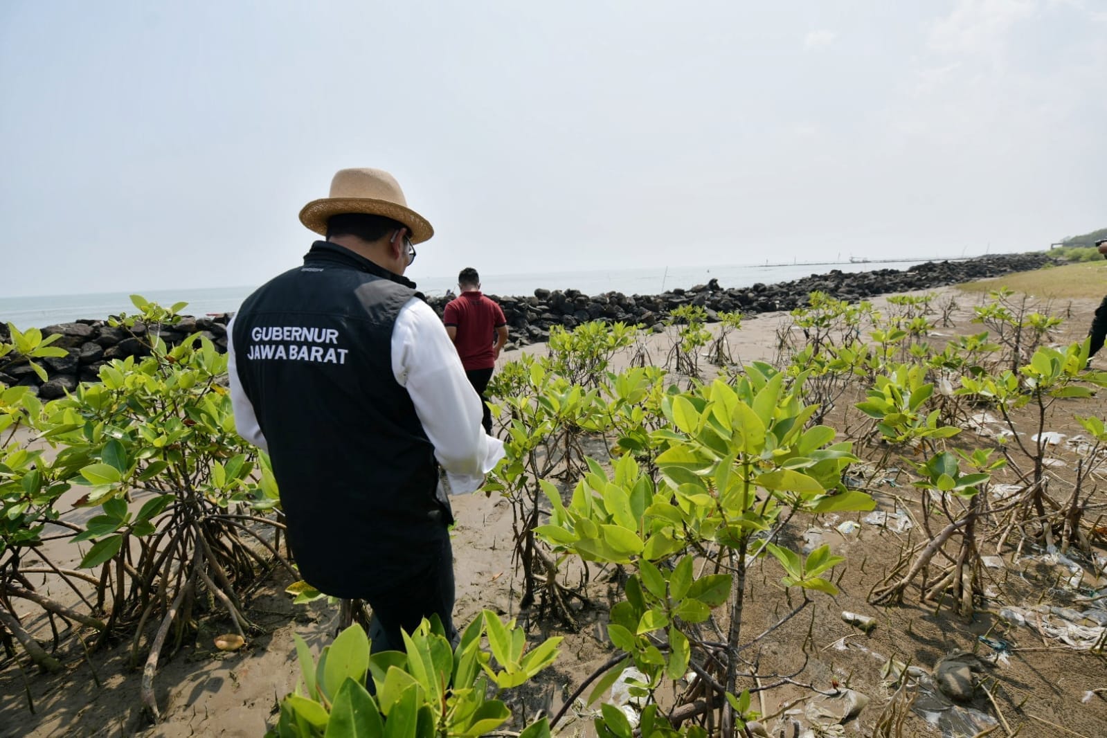 Jabar Gencarkan Penanaman Jutaan Bibit Mangrove di Pesisir Utara