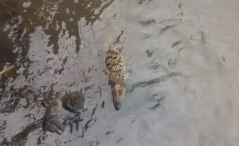 Heboh! Penemuan Buaya di Sungai Cisadane Bogor, Mulutnya Dilakban