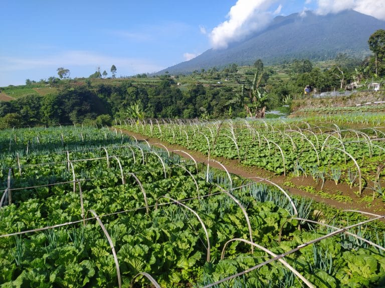 Petani Hortikultura Sambut Baik Kenaikan Harga Sayuran