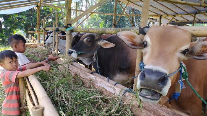 Pemkab Cianjur Pastikan Penjualan Hewan Kurban di Tempat Terjangkau