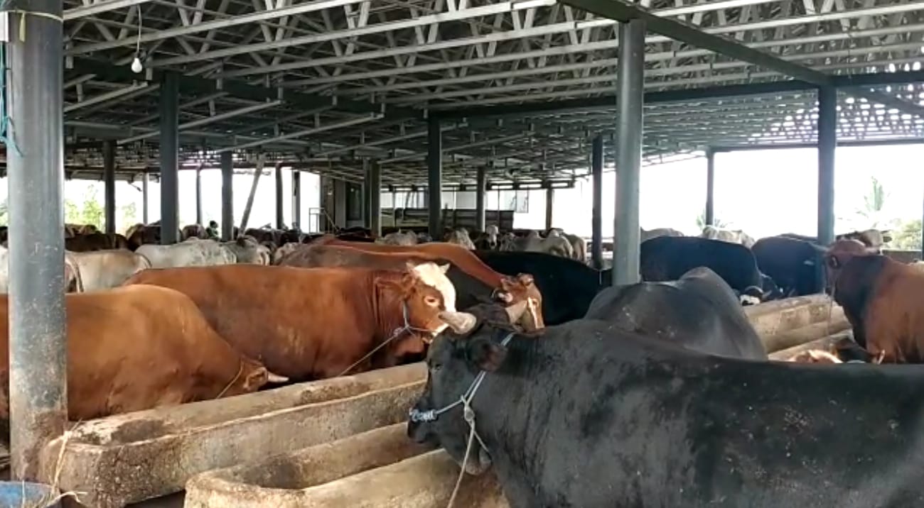 Puluhan Ekor Sapi di Cianjur Mati Akibat PMK