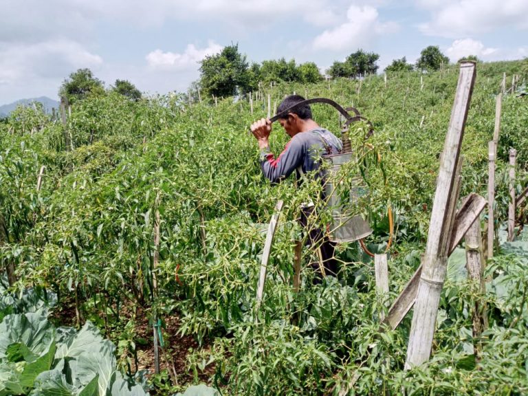 Petani Cabai di Cianjur Keluhkan Harga Jual Turun Drastis