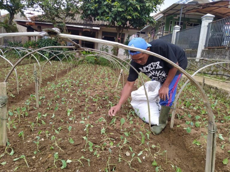 Harga Jual Sayuran dari Tangan Petani Anjlok, Pakcoy Rp300 Per Kilogram