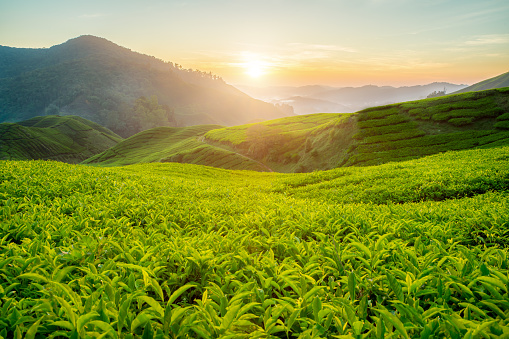 5 Wisata Kebun Teh di Cianjur,  Sejuk dan Memanjakan Mata