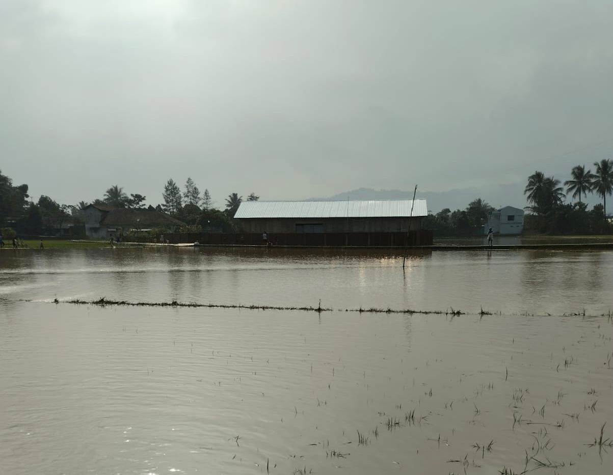 Sungai Cikondang Meluap, Puluhan Hektare Sawah Rusak Terendam Banjir di Cibeber Cianjur